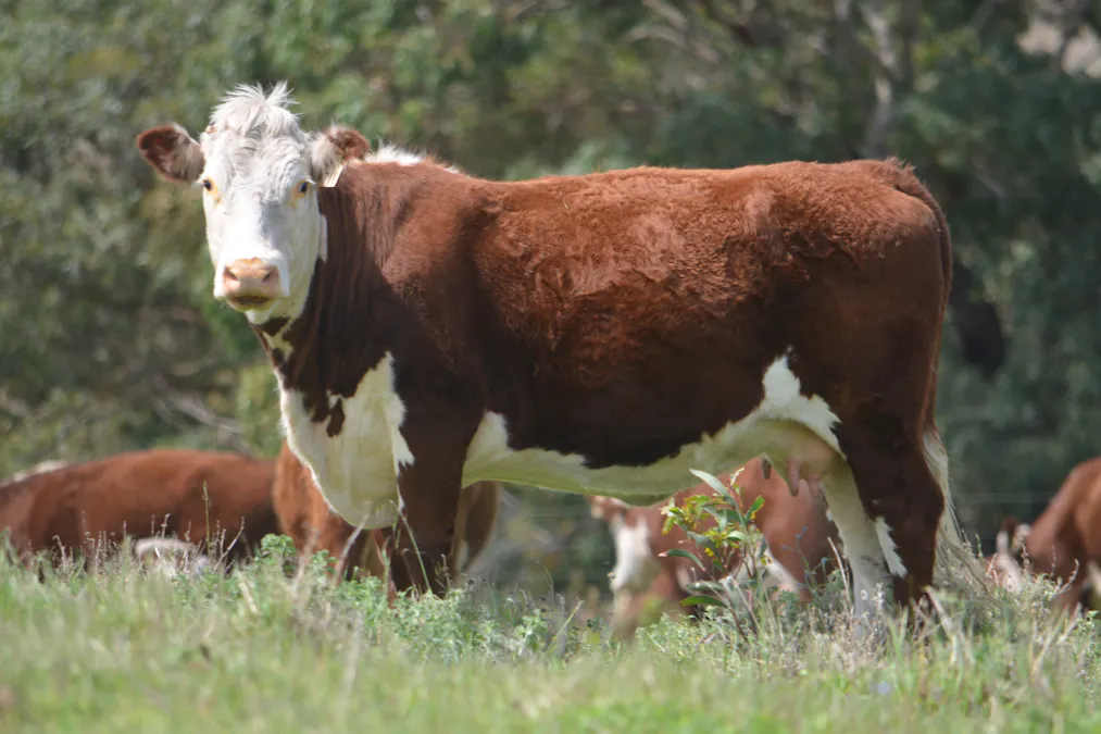 227 Clay Wells Road, Robe, SA, 5276 - Image 7