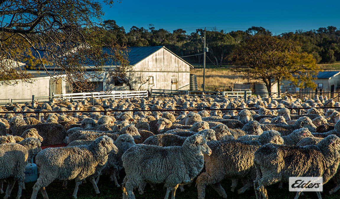 1973 Euchareena Road, Molong, NSW, 2866 - Image 20
