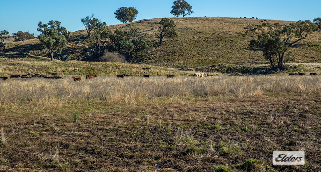 1973 Euchareena Road, Molong, NSW, 2866 - Image 8