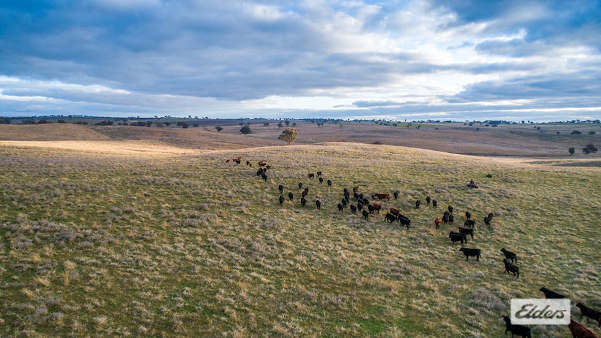 1973 Euchareena Road, Molong, NSW, 2866 - Image 2