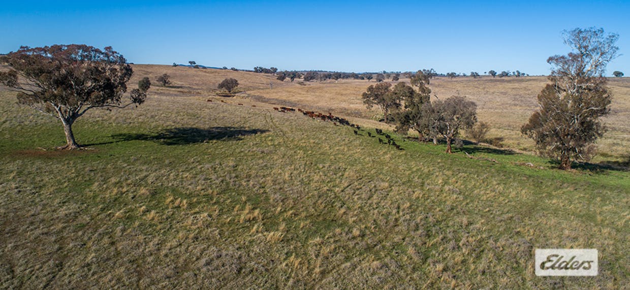 1973 Euchareena Road, Molong, NSW, 2866 - Image 10
