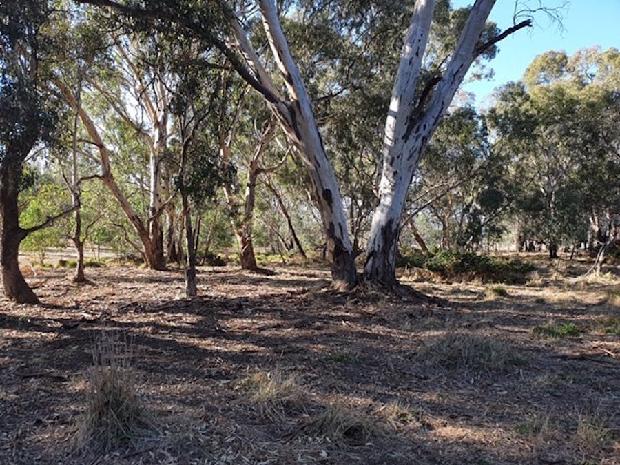 5 Correll Street, Longwood, VIC, 3665 - Image 2