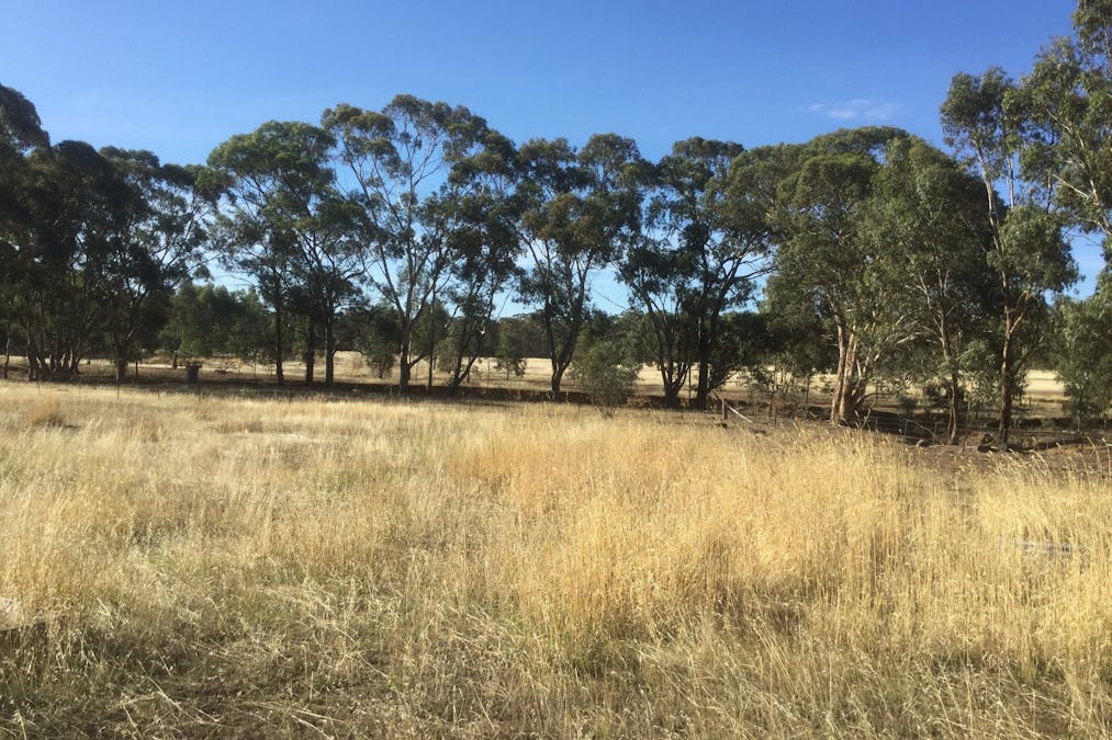 169 Ponderosa Road, Bealiba, VIC, 3475 - Image 6