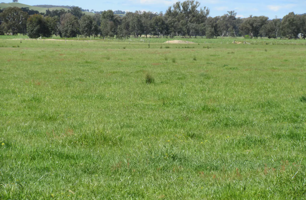 Molyullah-Tatong Road, Molyullah, VIC, 3673 - Image 14