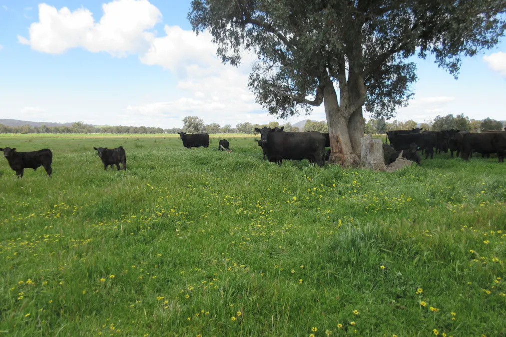 Molyullah-Tatong Road, Molyullah, VIC, 3673 - Image 2