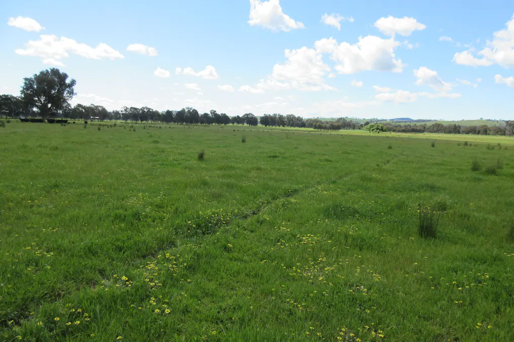 Molyullah-Tatong Road, Molyullah, VIC, 3673 - Image 9