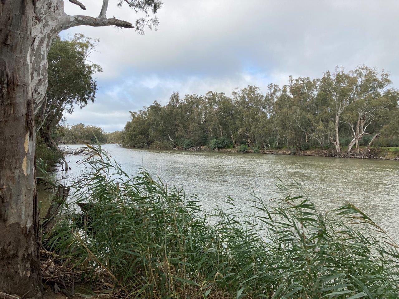 Lot 2 Perricoota Road, Moama, NSW, 2731 For Sale Elders Real Estate