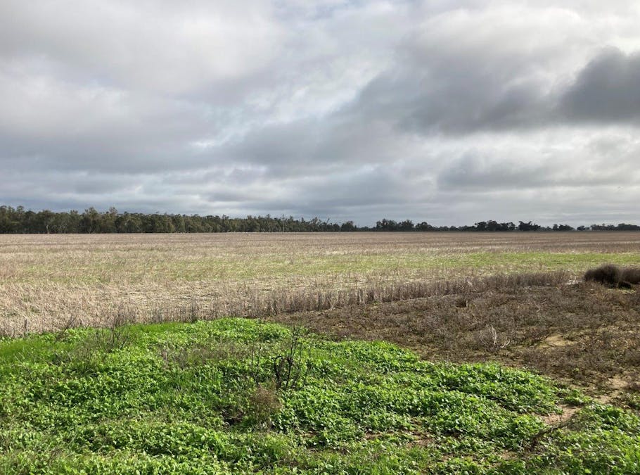 Lot 2 Perricoota Road, Moama, NSW, 2731 - Image 9