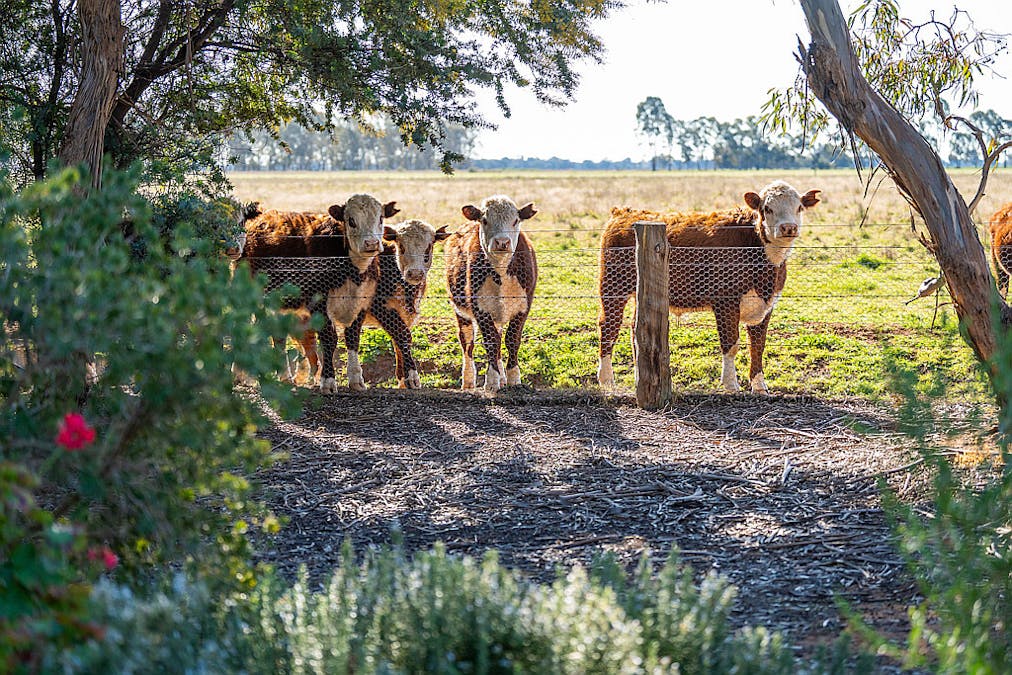 76 Holzigals Road, Finley, NSW, 2713 - Image 29