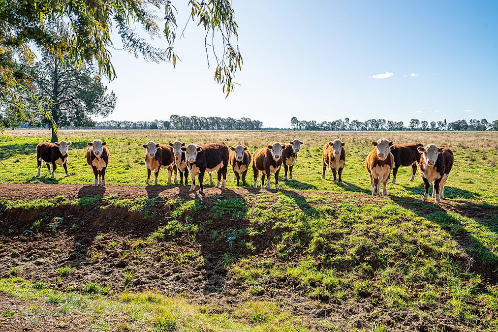 76 Holzigals Road, Finley, NSW, 2713 - Image 15