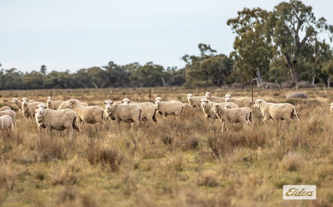 Eriwah & Gum Creek, Townsend Lane, Carrathool, NSW, 2711 - Image 2