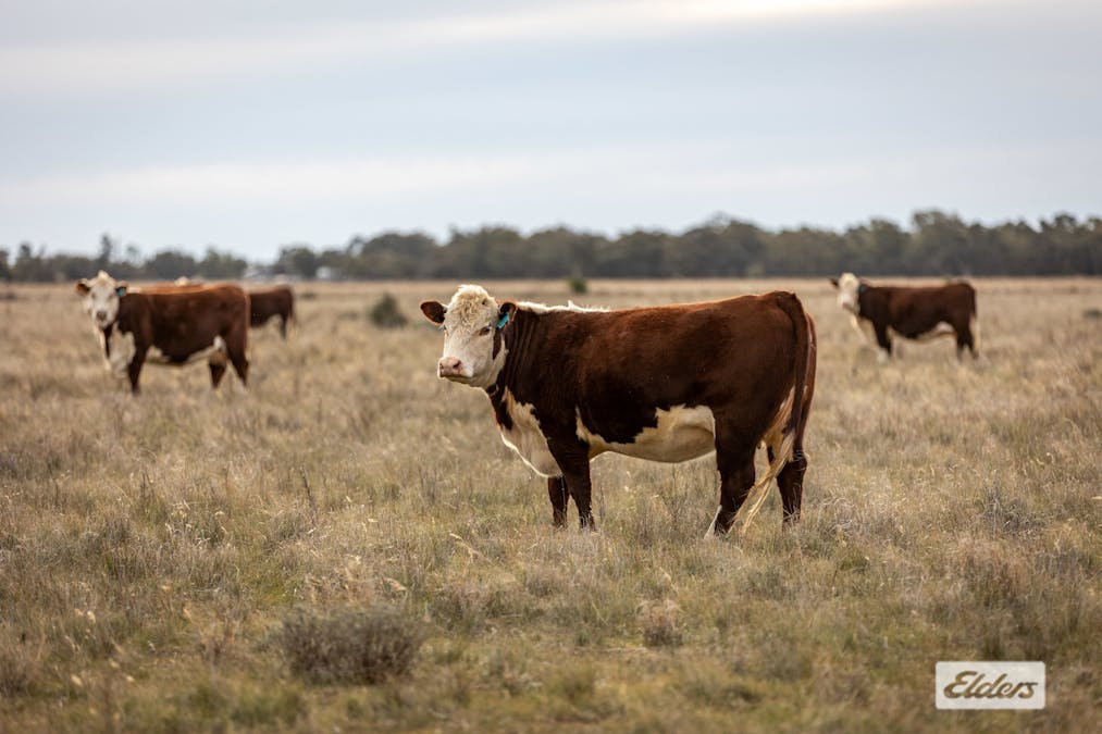 Eriwah & Gum Creek, Townsend Lane, Carrathool, NSW, 2711 - Image 4
