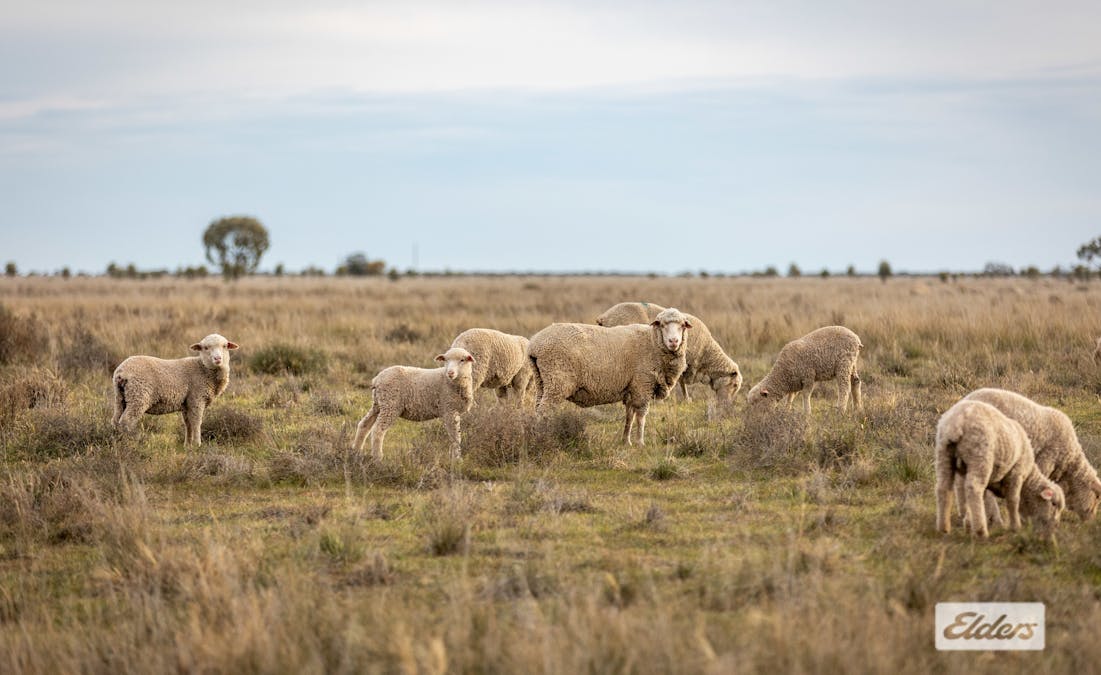 Eriwah & Gum Creek, Townsend Lane, Carrathool, NSW, 2711 - Image 5