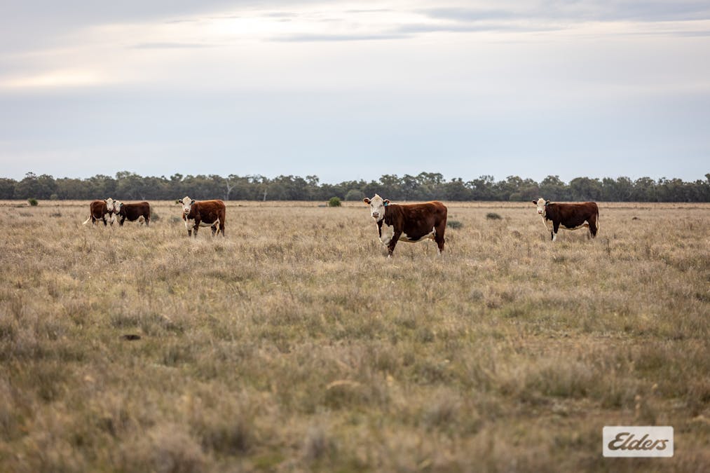 Eriwah & Gum Creek, Townsend Lane, Carrathool, NSW, 2711 - Image 12