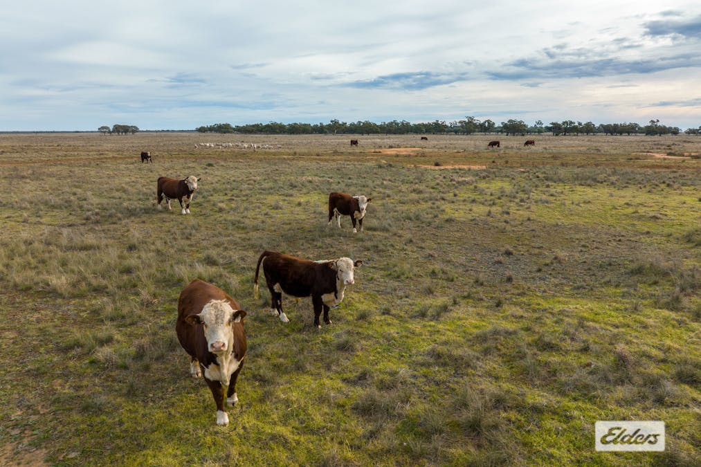 Eriwah & Gum Creek, Townsend Lane, Carrathool, NSW, 2711 - Image 27
