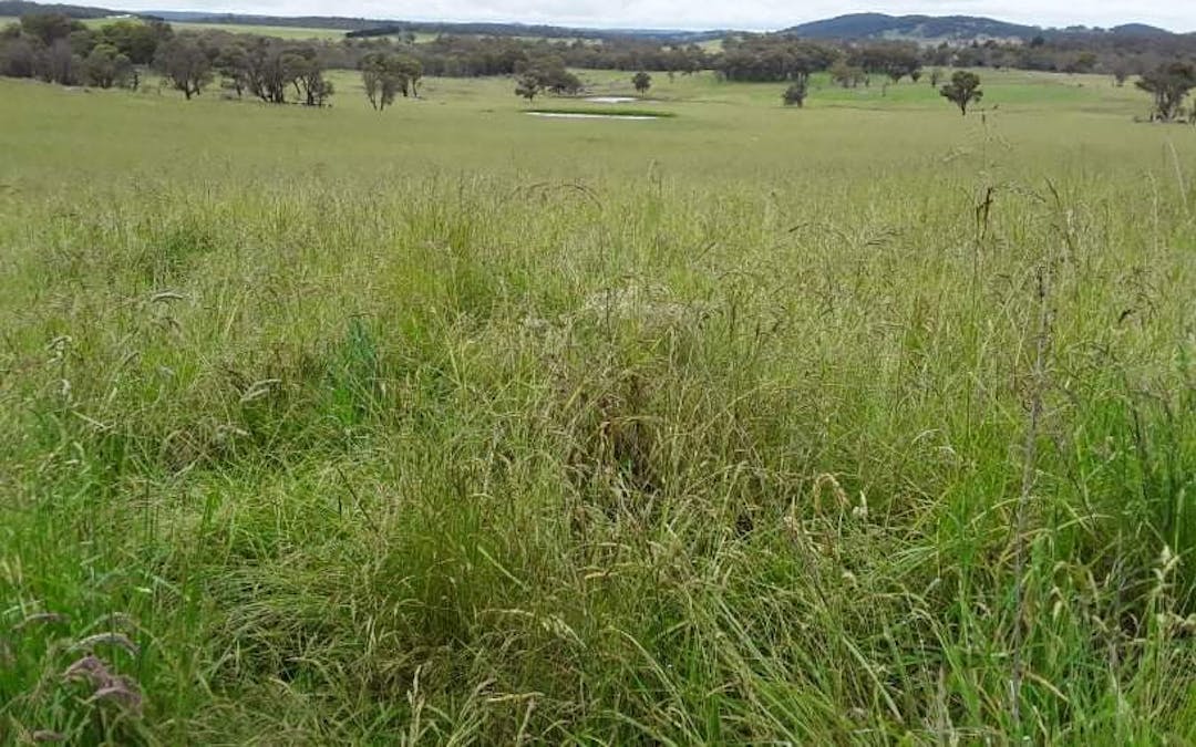 3435 Wards Mistake Road, Guyra, NSW, 2365 - Image 3