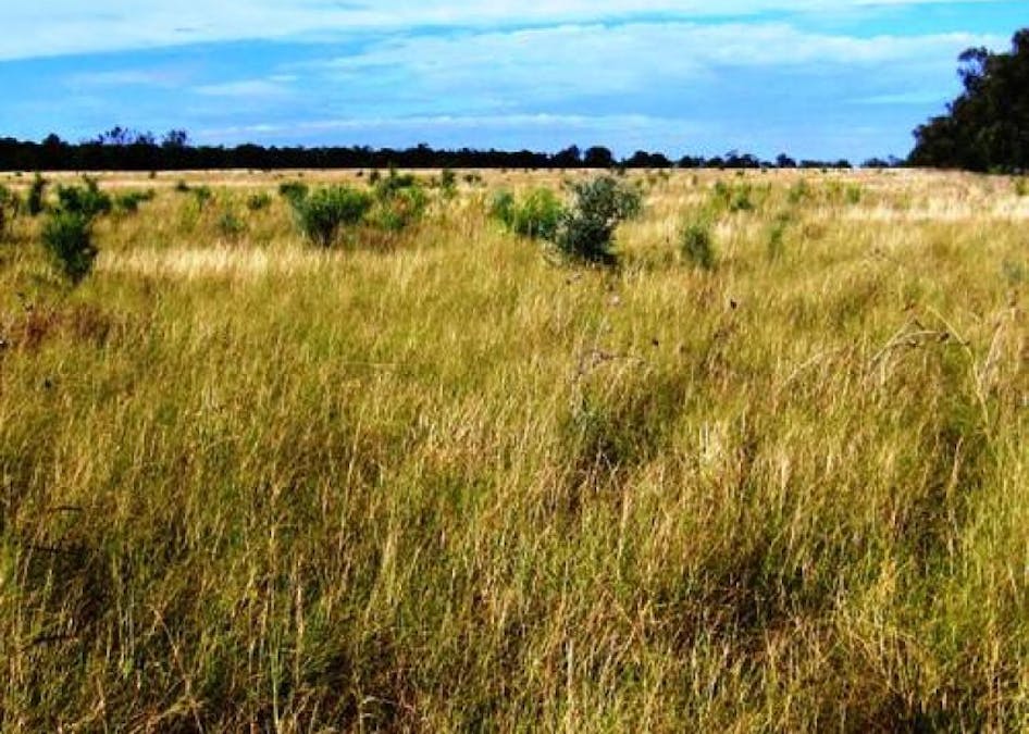 Courada Road, Narrabri, NSW, 2390 - Image 3