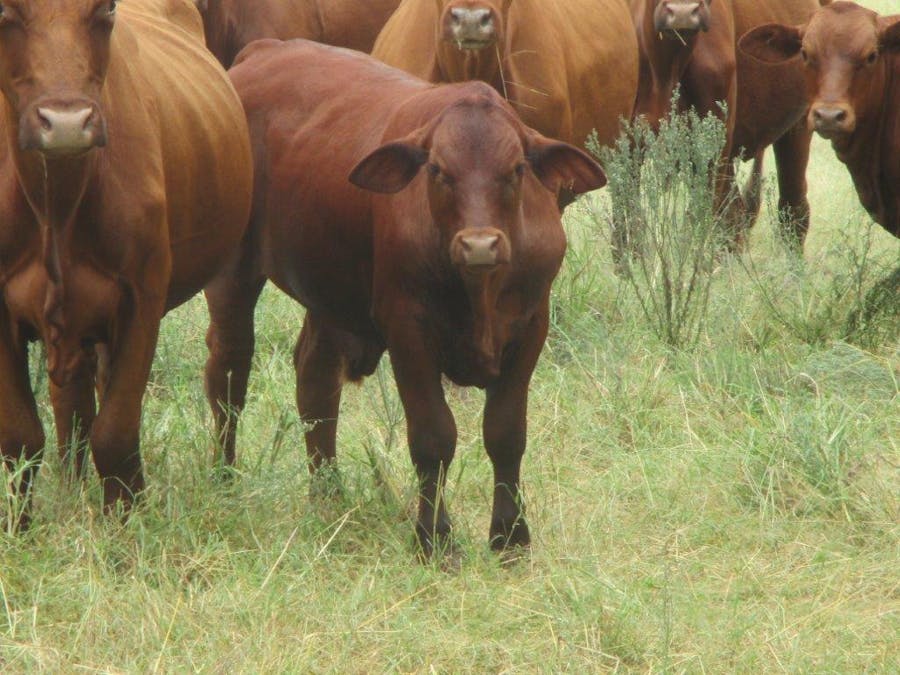 . Cattle Grazing Property , Moonie, QLD, 4406 - Image 21