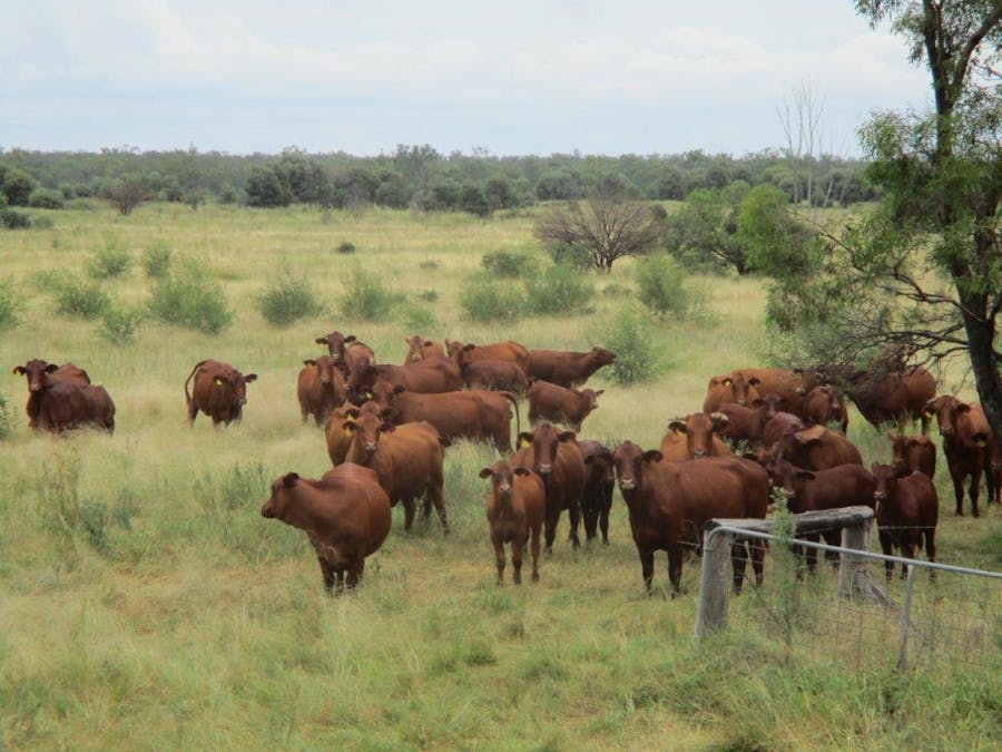 . Cattle Grazing Property , Moonie, QLD, 4406 - Image 22