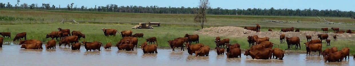 . Cattle Grazing Property , Moonie, QLD, 4406 - Image 1