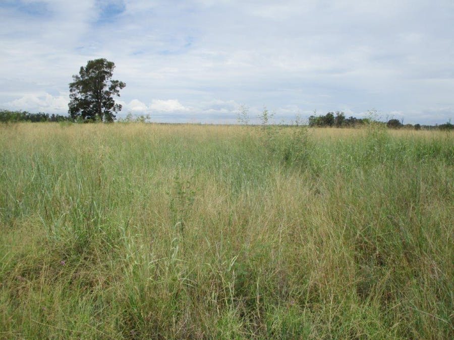. Cattle Grazing Property , Moonie, QLD, 4406 - Image 3