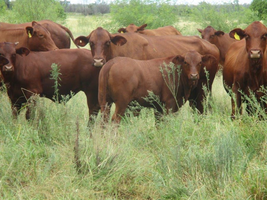 . Cattle Grazing Property , Moonie, QLD, 4406 - Image 15