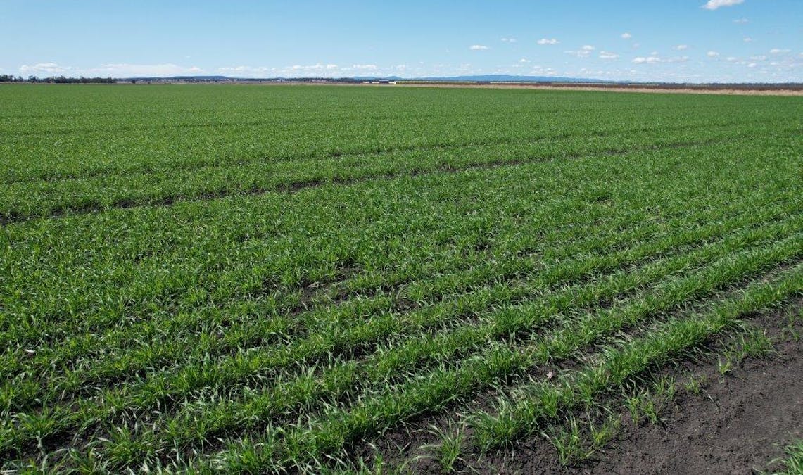 478 Acres Grain Farm , Jandowae, QLD, 4410 - Image 6