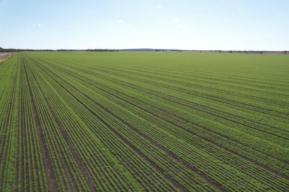478 Acres Grain Farm , Jandowae, QLD, 4410 - Image 7