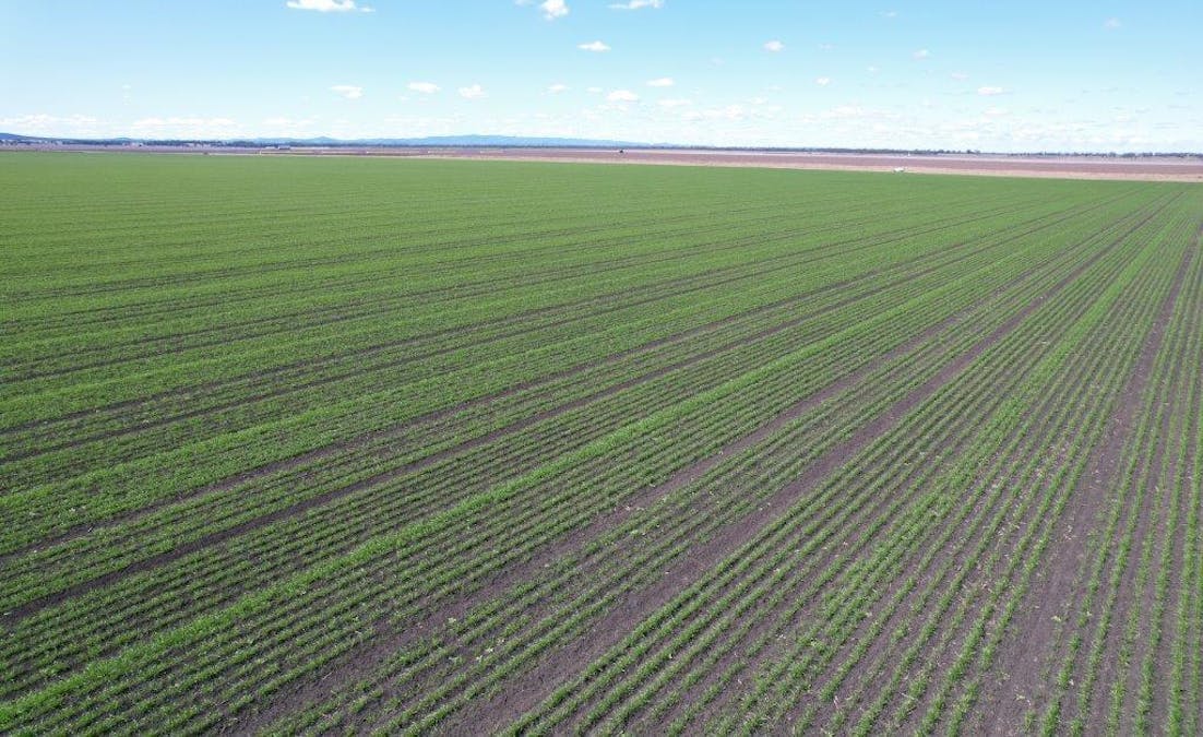 478 Acres Grain Farm , Jandowae, QLD, 4410 - Image 8