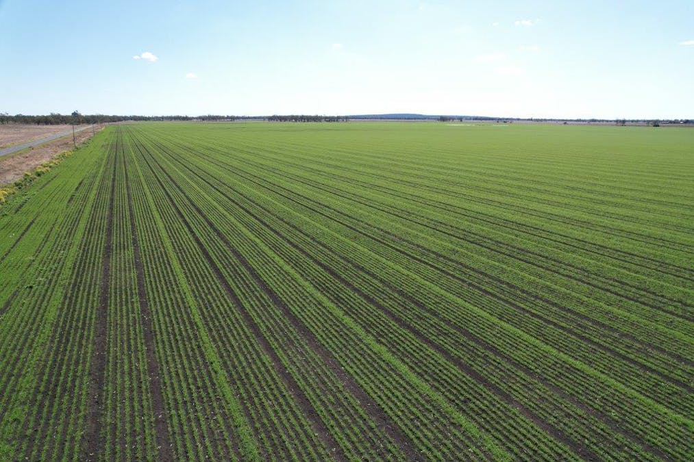 478 Acres Grain Farm , Jandowae, QLD, 4410 - Image 9