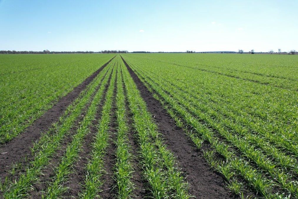 478 Acres Grain Farm , Jandowae, QLD, 4410 - Image 2