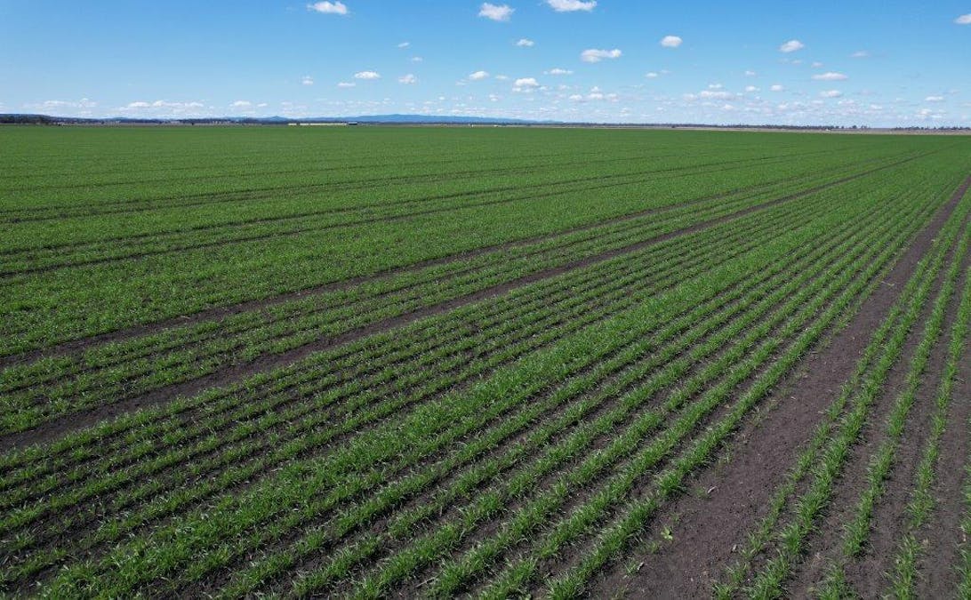 478 Acres Grain Farm , Jandowae, QLD, 4410 - Image 5