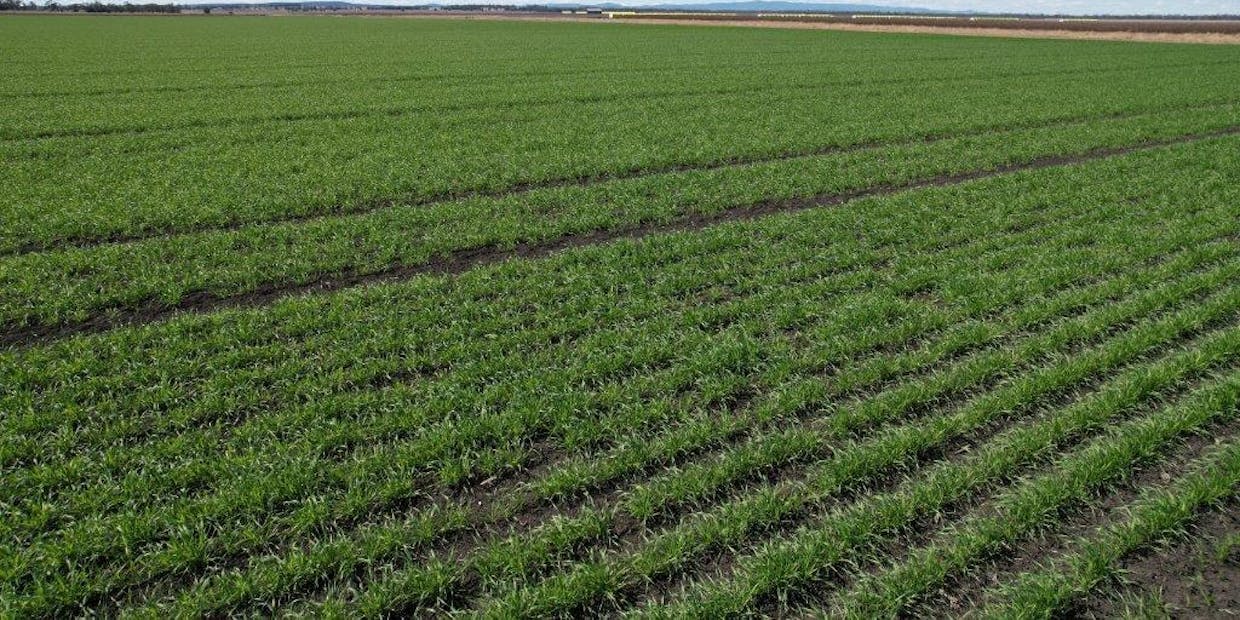 478 Acres Grain Farm , Jandowae, QLD, 4410 - Image 4