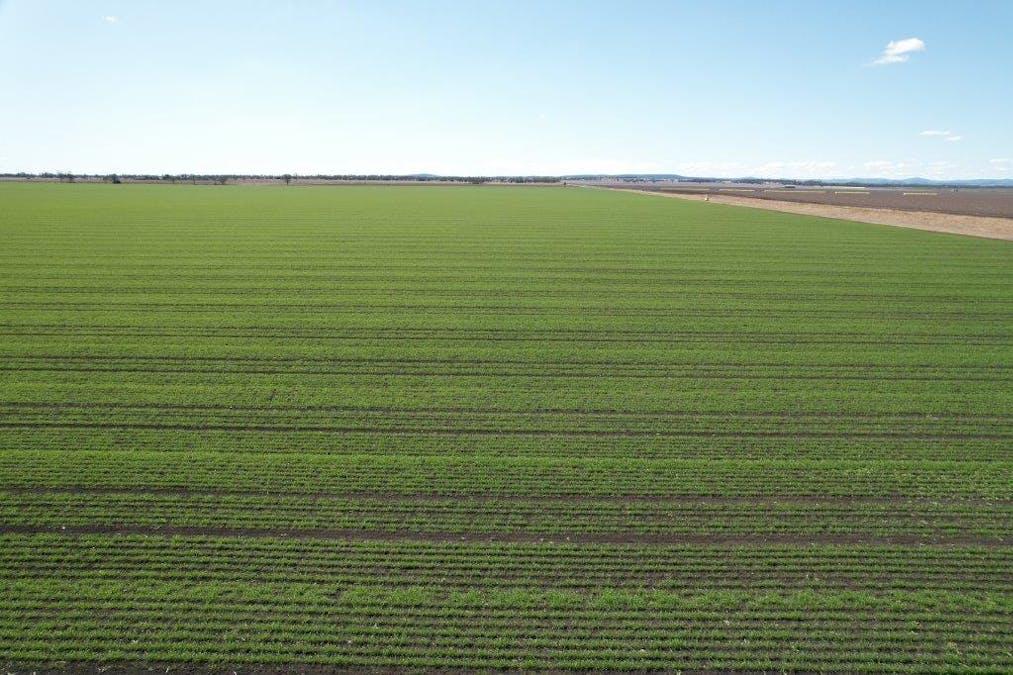 478 Acres Grain Farm , Jandowae, QLD, 4410 - Image 10