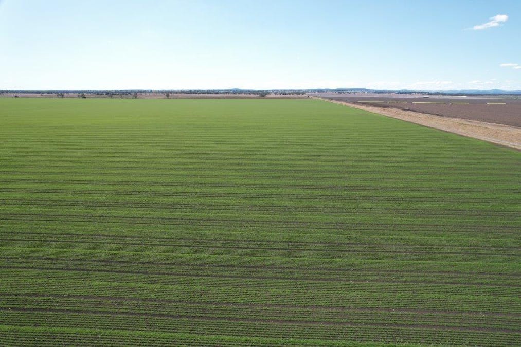 478 Acres Grain Farm , Jandowae, QLD, 4410 - Image 1
