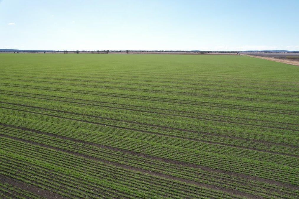 478 Acres Grain Farm , Jandowae, QLD, 4410 - Image 11