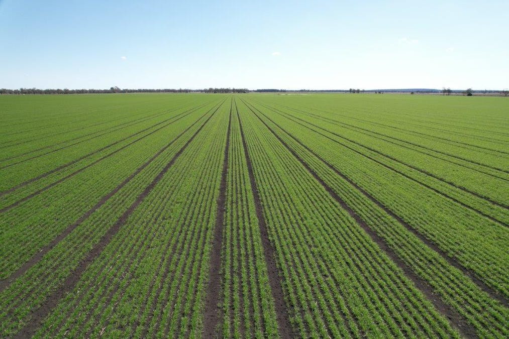 478 Acres Grain Farm , Jandowae, QLD, 4410 - Image 12