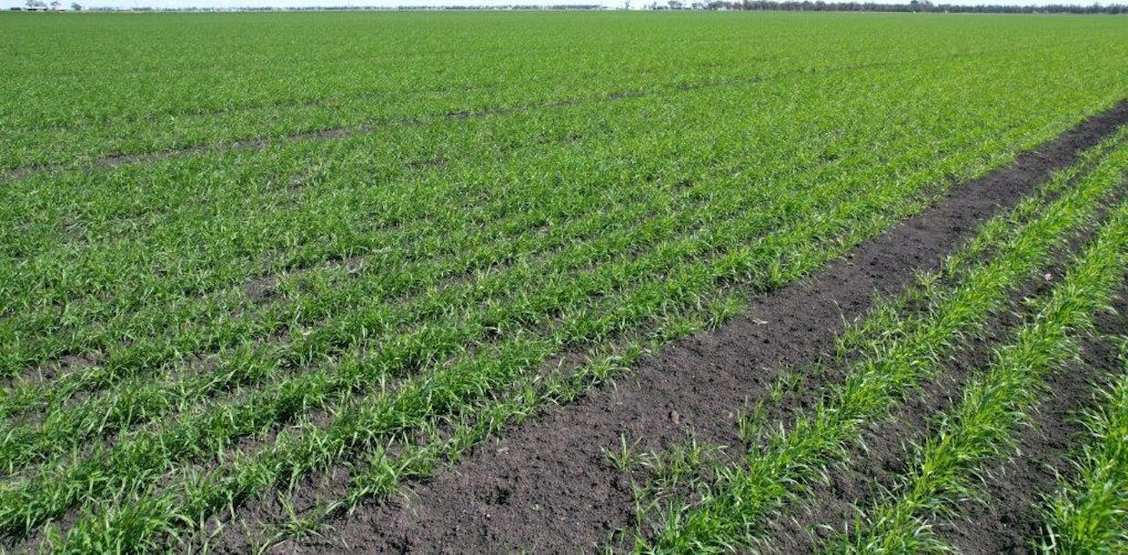 478 Acres Grain Farm , Jandowae, QLD, 4410 - Image 13