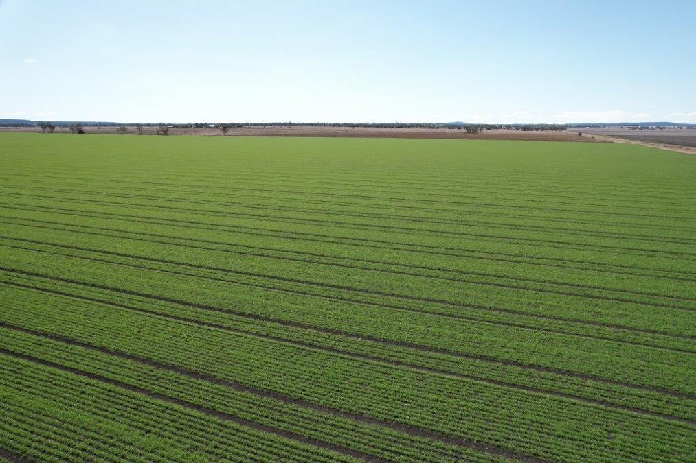 478 Acres Grain Farm , Jandowae, QLD, 4410 - Image 14