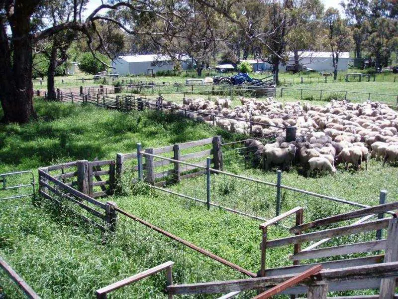 - Kings Plains Road, Kings Plains, NSW, 2799 - Image 10