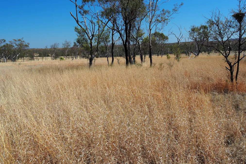 571 Dawson Developmental Road, Springsure, QLD, 4722 - Image 2