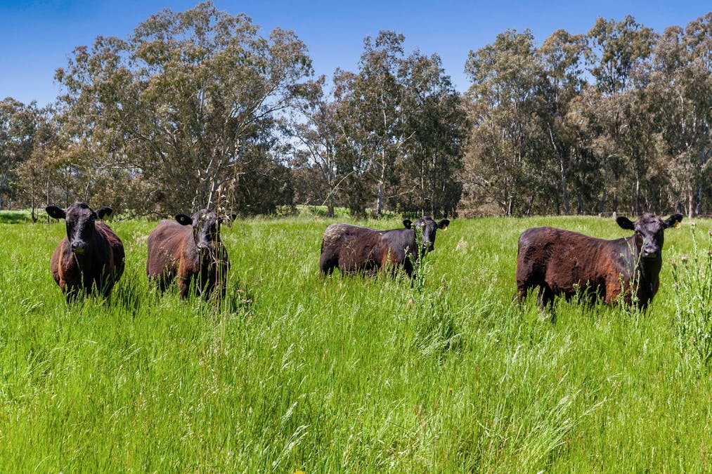 8340 Goulburn Valley Highway, Trawool, VIC, 3660 - Image 2