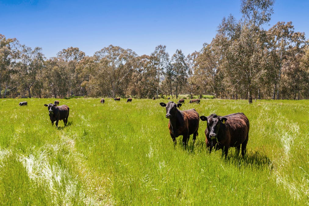 8340 Goulburn Valley Highway, Trawool, VIC, 3660 - Image 30
