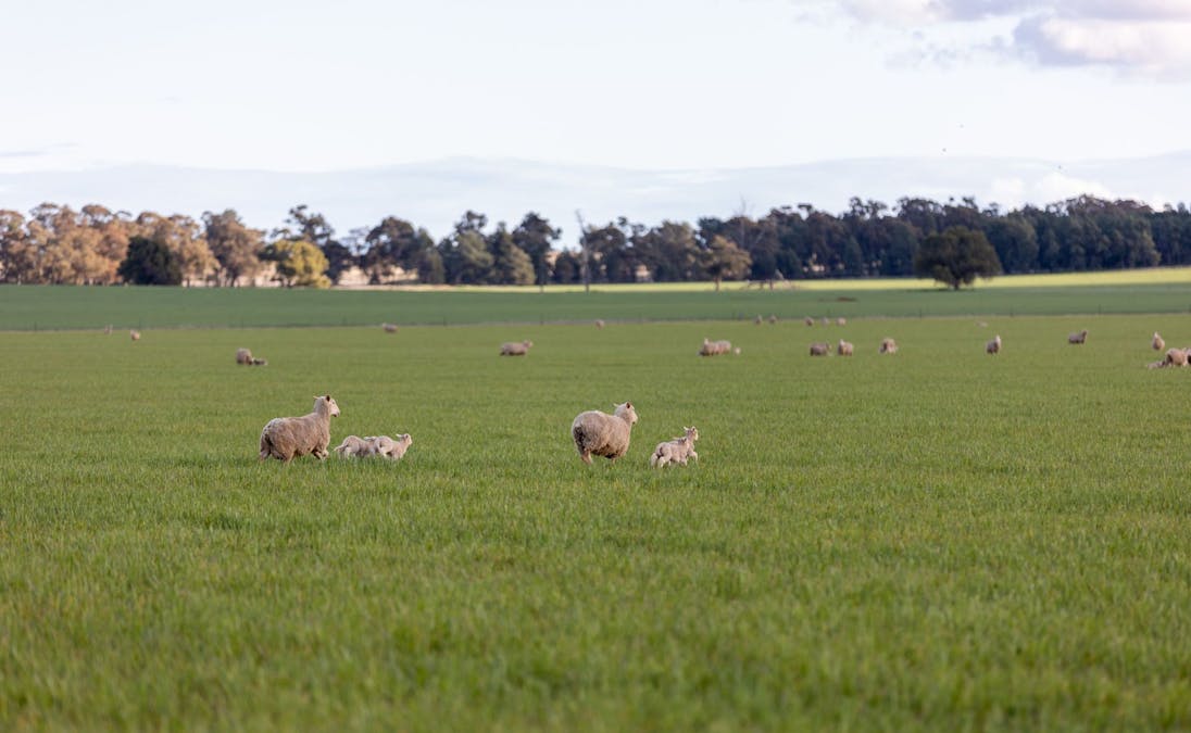 2358 Strontian Road, Narrandera, NSW, 2700 - Image 3