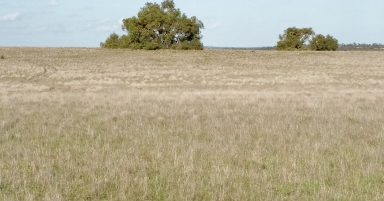Lot 3 & 4 Winchester South Road, Carnamah, WA, 6517 - Image 6