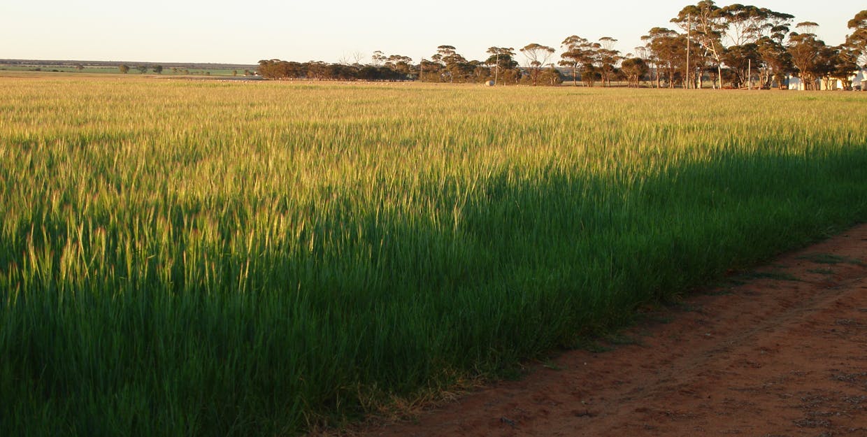 4919 Soldiers Road, Narembeen, WA, 6369 - Image 2