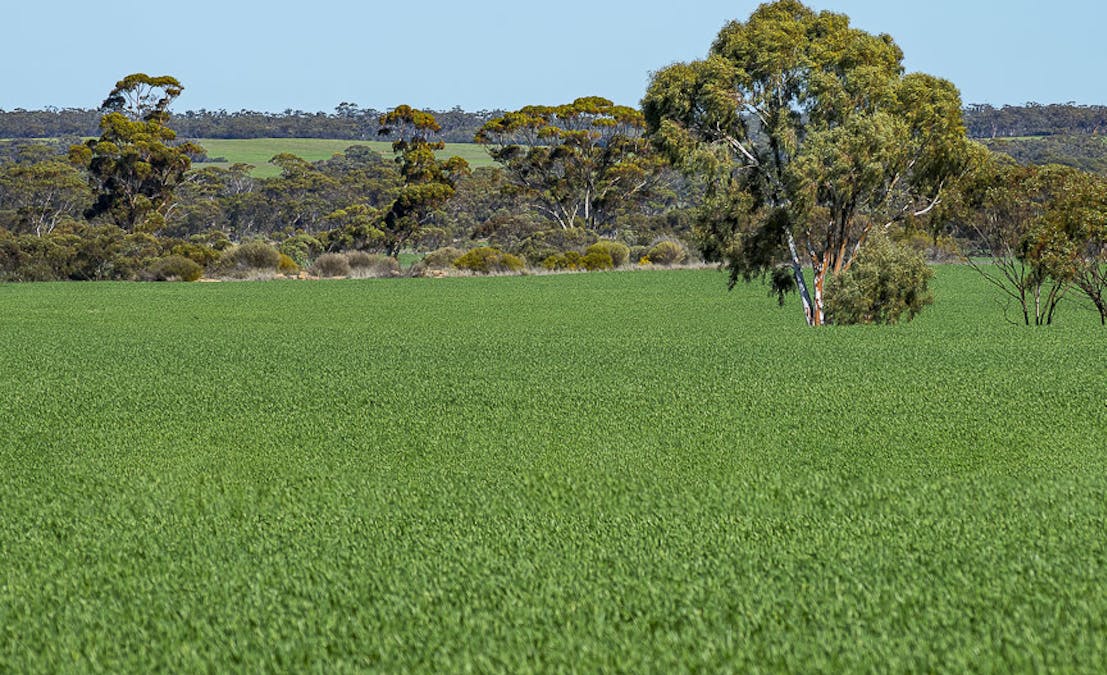 15343 Barbalin North Road, Mukinbudin, WA, 6479 - Image 8