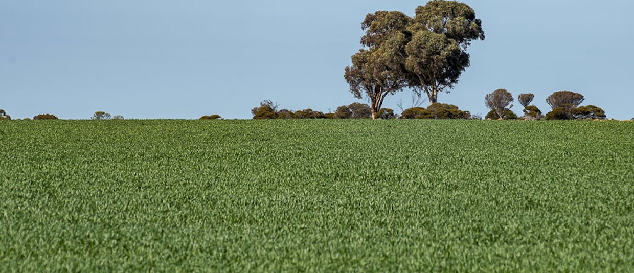 15343 Barbalin North Road, Mukinbudin, WA, 6479 - Image 4