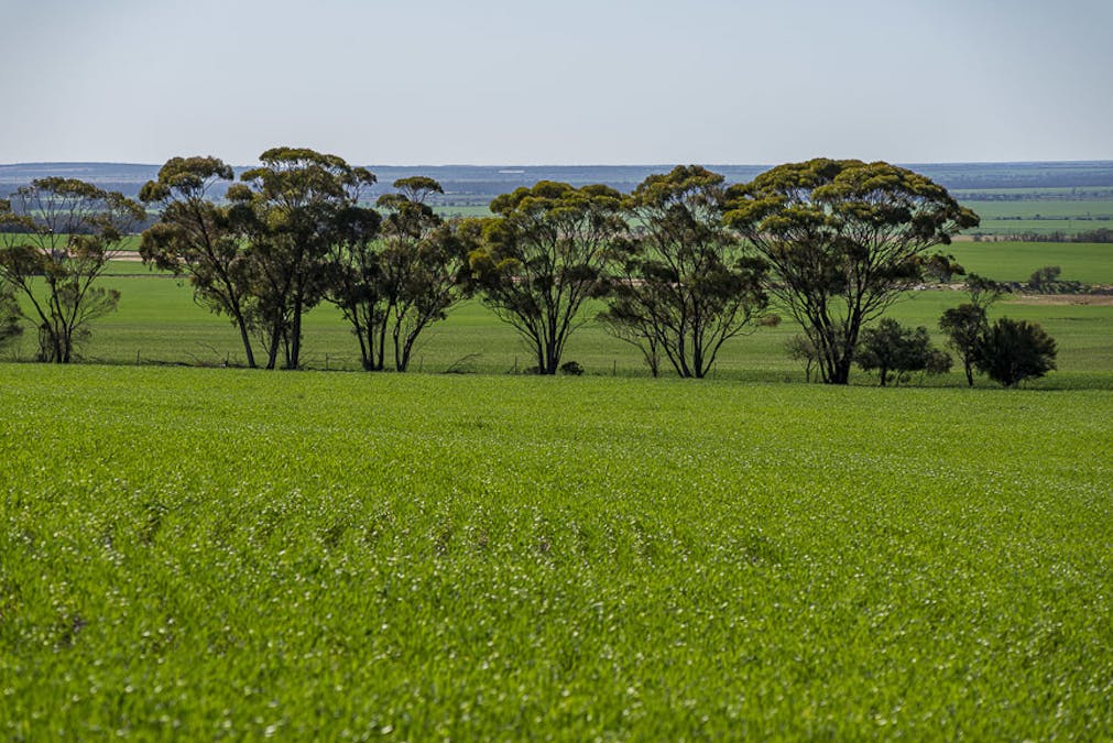 15343 Barbalin North Road, Mukinbudin, WA, 6479 - Image 5