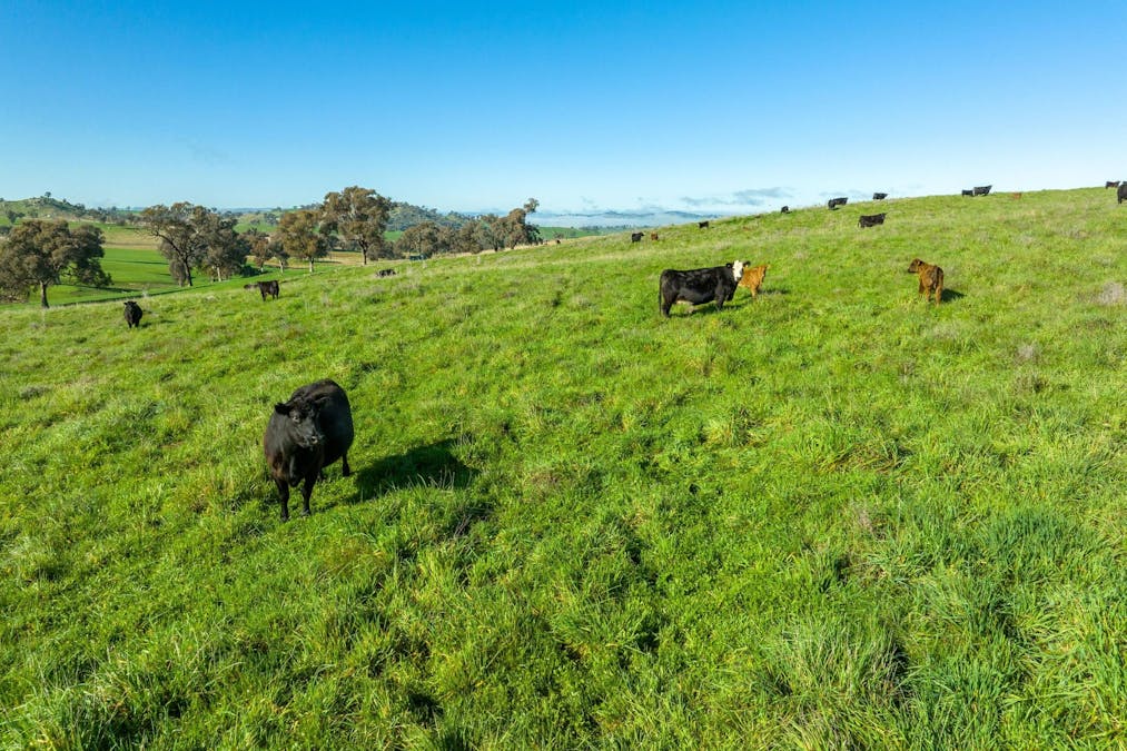 89 Kiaora Road, Jugiong, NSW, 2726 - Image 6